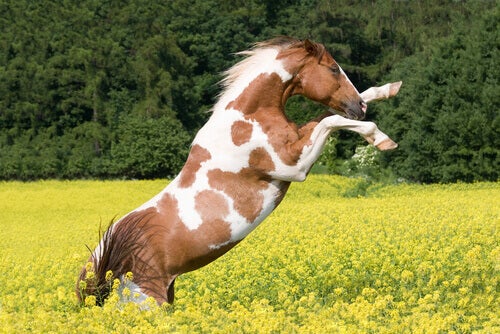 De meestvoorkomende gedragsproblemen bij paarden