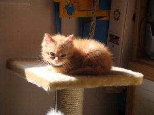 Krabpalen voor katten en andere accessoires