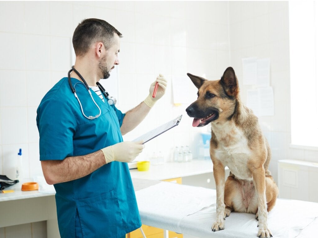Zorgen voor een hond met bloedarmoede