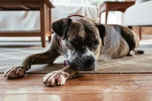 Wat kun je doen als je hond moeite heeft met zich aanpassen aan het huiselijke leven?