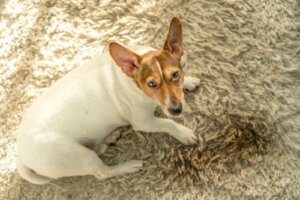Vijf redenen waarom honden in huis plassen