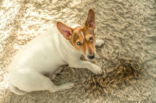 Vijf redenen waarom honden in huis plassen