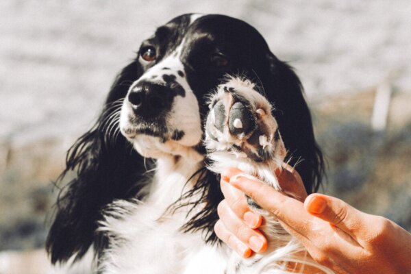 Crèmes om jeuk bij honden te verzachten