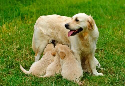 Vaginale cytologie bij honden: beschrijving en procedure