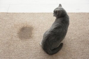 Hoe kom je van de geur van kattenurine in huis af?