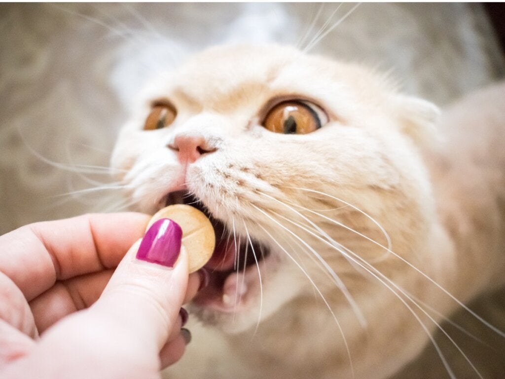Voedingssupplementen voor katten