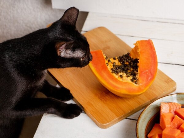 Papaja voor katten: is het aan te bevelen?