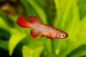 De 5 dieren met de kortste levensduur