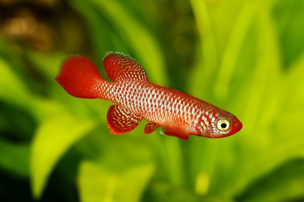 De 5 dieren met de kortste levensduur