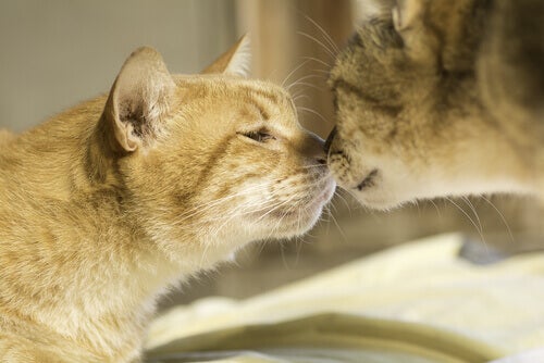 Ontdek alles over de lichaamsgeur van katten
