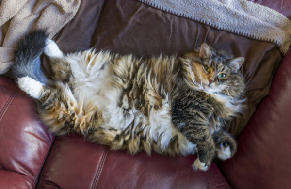 De oorzaken van leverlipidose bij katten