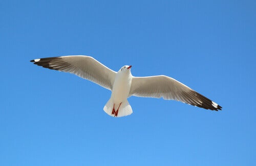 Waarom noemen we meeuwen vaak zeevogels?