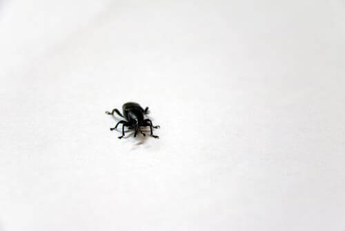 Ken jij het kleinste insect ter wereld?