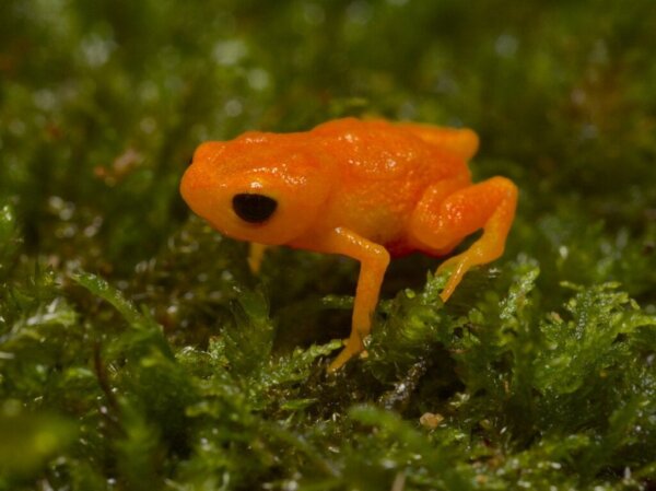 De zadelpad: habitat en kenmerken