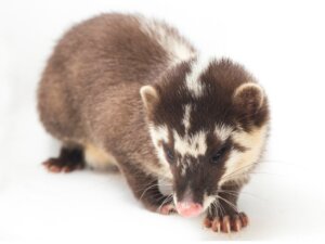 Chinese zonnedas: habitat en kenmerken