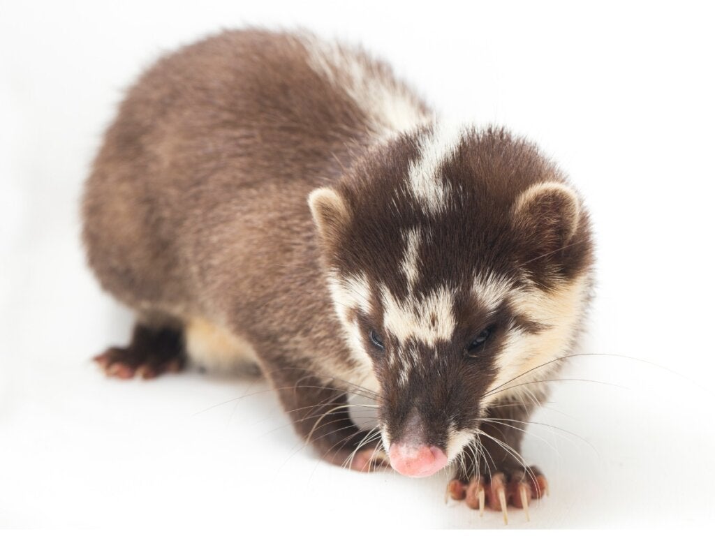 Chinese zonnedas: habitat en kenmerken