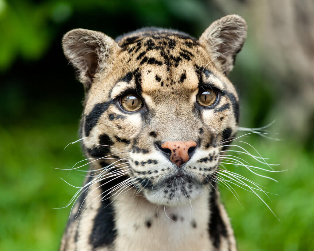 Ontdek de weinig bekende aristocraten van het dierenrijk