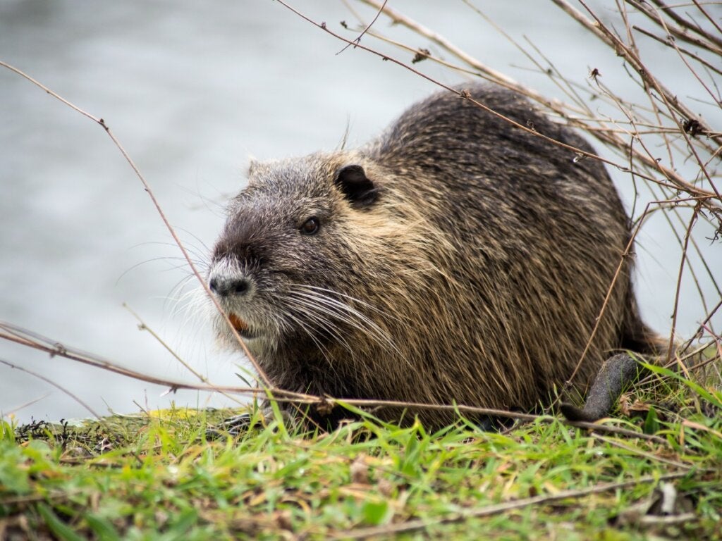 5 verschillen tussen bevers en beverratten