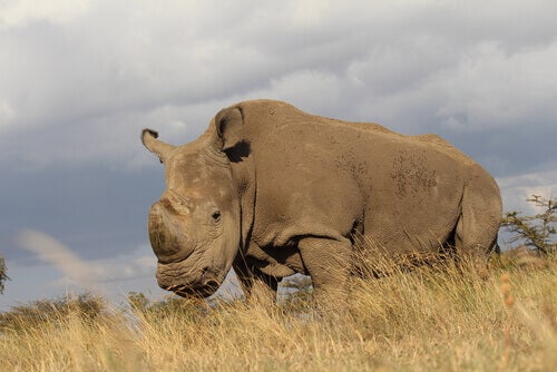 De laatste mannelijke noordelijke witte neushoorn sterft
