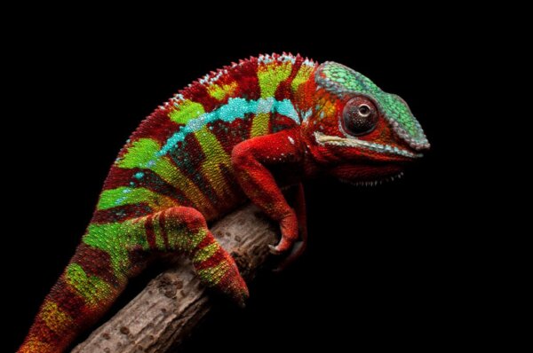9 dieren uit Madagaskar