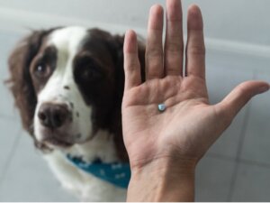 Prednison voor honden: gebruik en bijwerkingen
