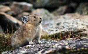 Pika's of fluithazen: habitat en kenmerken