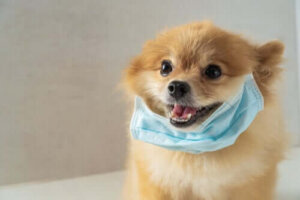 De strijd tussen parasiet en gastheer