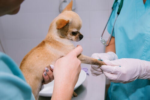 Wat zijn chondroprotectieve supplementen voor honden?