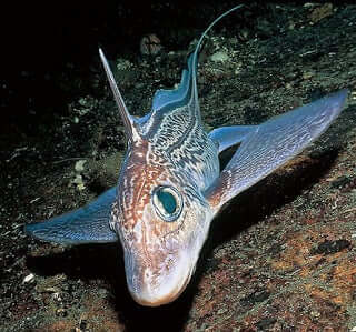 De diepzeechimera of gewone draakvis