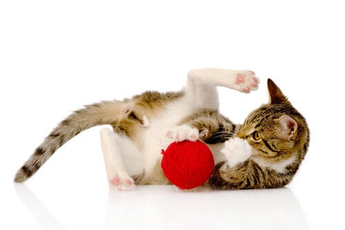 5 curiositeiten over de intelligentie van katten