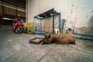 Dieren en steden: het stedelijke wilde zwijnenprobleem