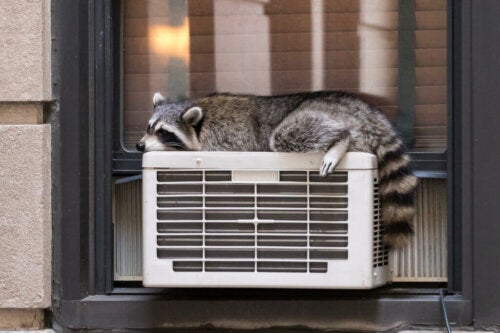 Thermoregulatie bij dieren