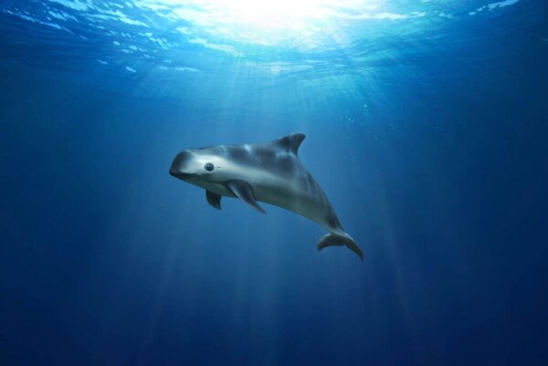 Red de Californische bruinvis of vaquita: op de rand van uitsterven