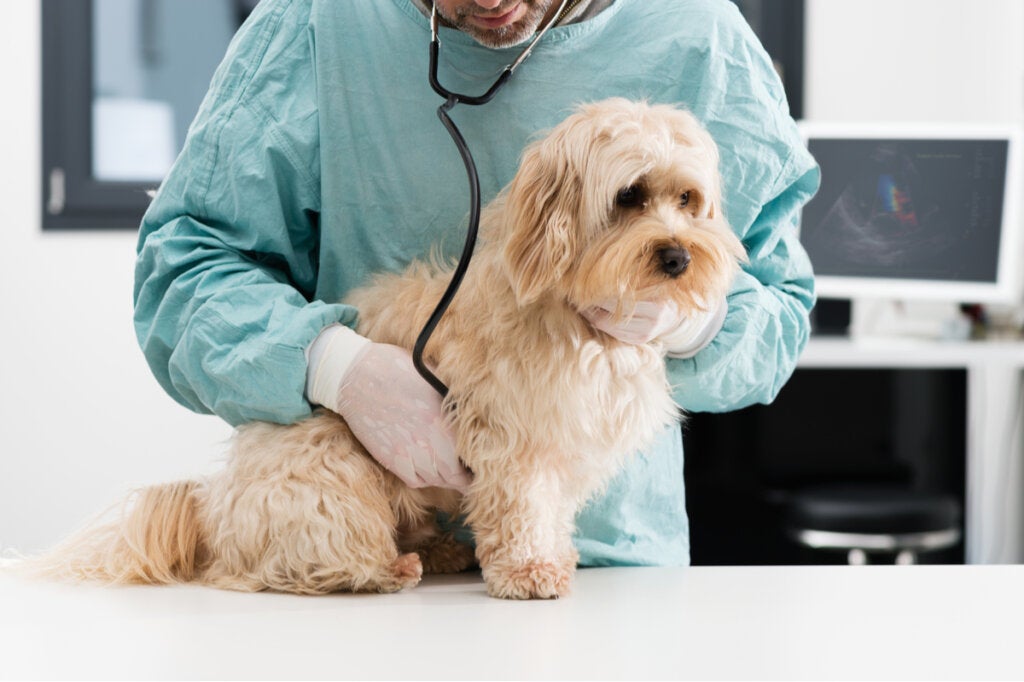 Haakwormen bij honden: symptomen en behandeling