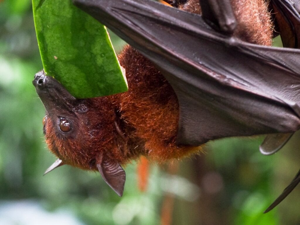 Ken je deze 5 frugivore dieren?