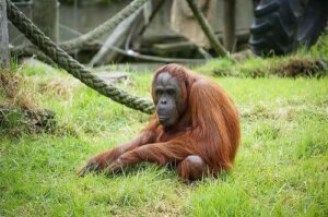 Wat als we niet van apen afstammen?