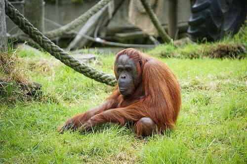 Wat als we niet van apen afstammen?