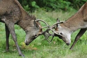 Concurrentie tussen herbivoren in het wild