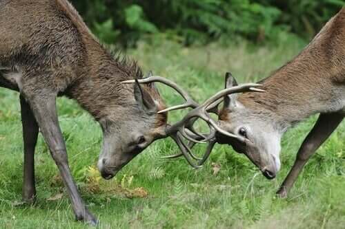 Concurrentie tussen herbivoren in het wild