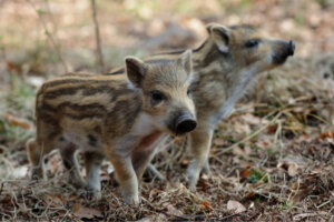 Het fokken van wilde zwijnen