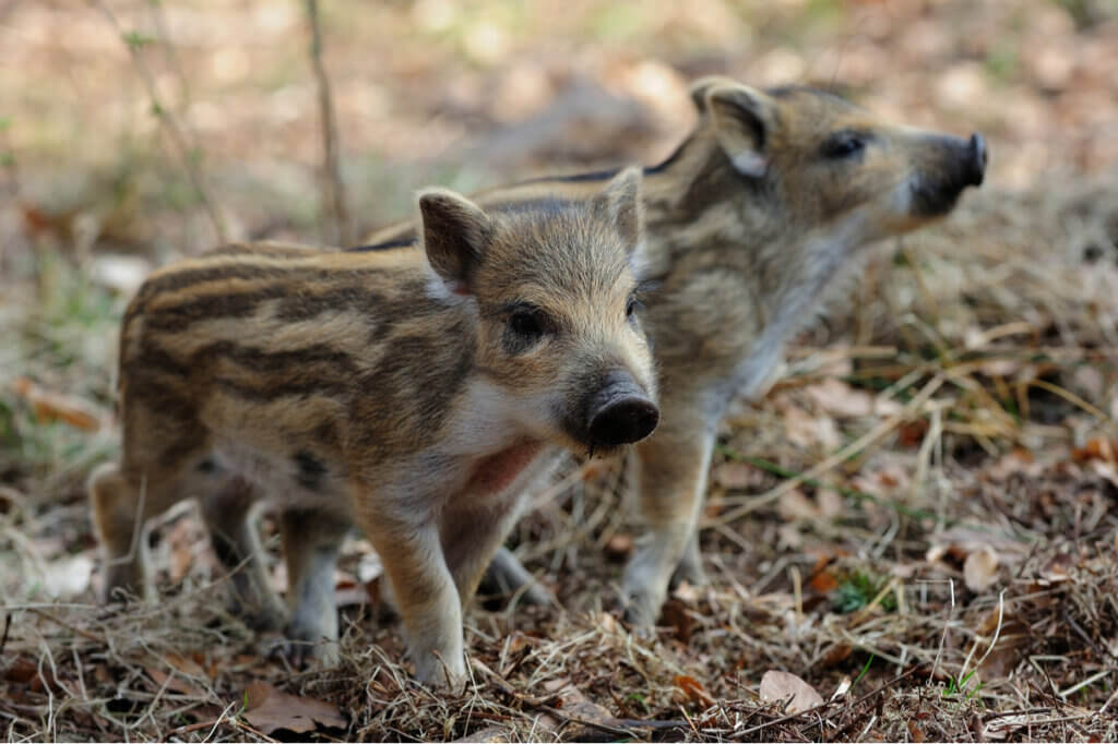 Het fokken van wilde zwijnen