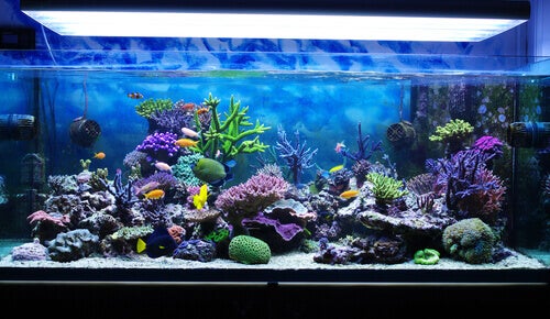 De verzorging van een zoutwater-aquarium