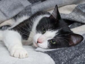 Hoe kun je rachitis bij katten behandelen?