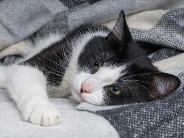 Hoe kun je rachitis bij katten behandelen?