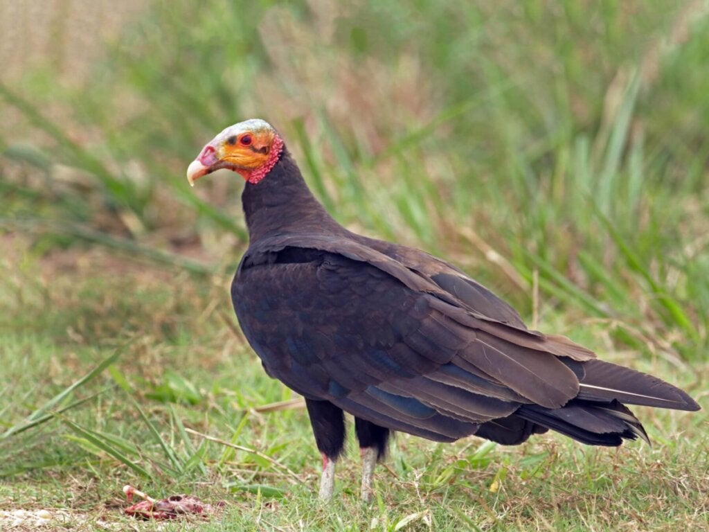 5 merkwaardige aspecten van de kleine geelkopgier