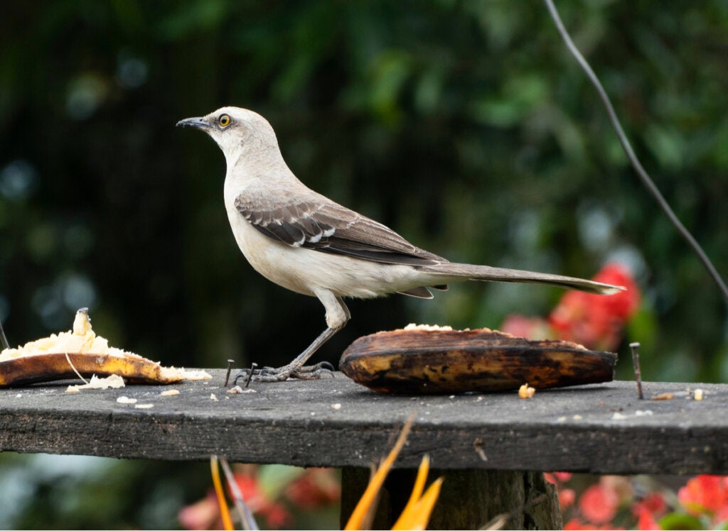 Het wonderlijke lied van de spotlijster
