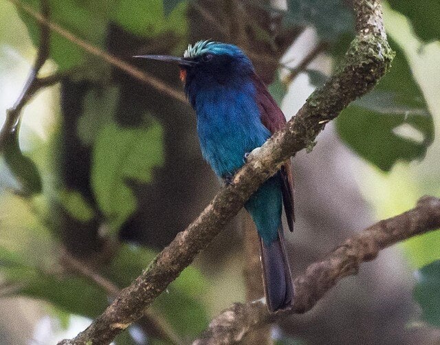 7 Merkwaardige aspecten van de blauwkopbijeneter