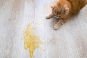 Braakt je kat na het eten?