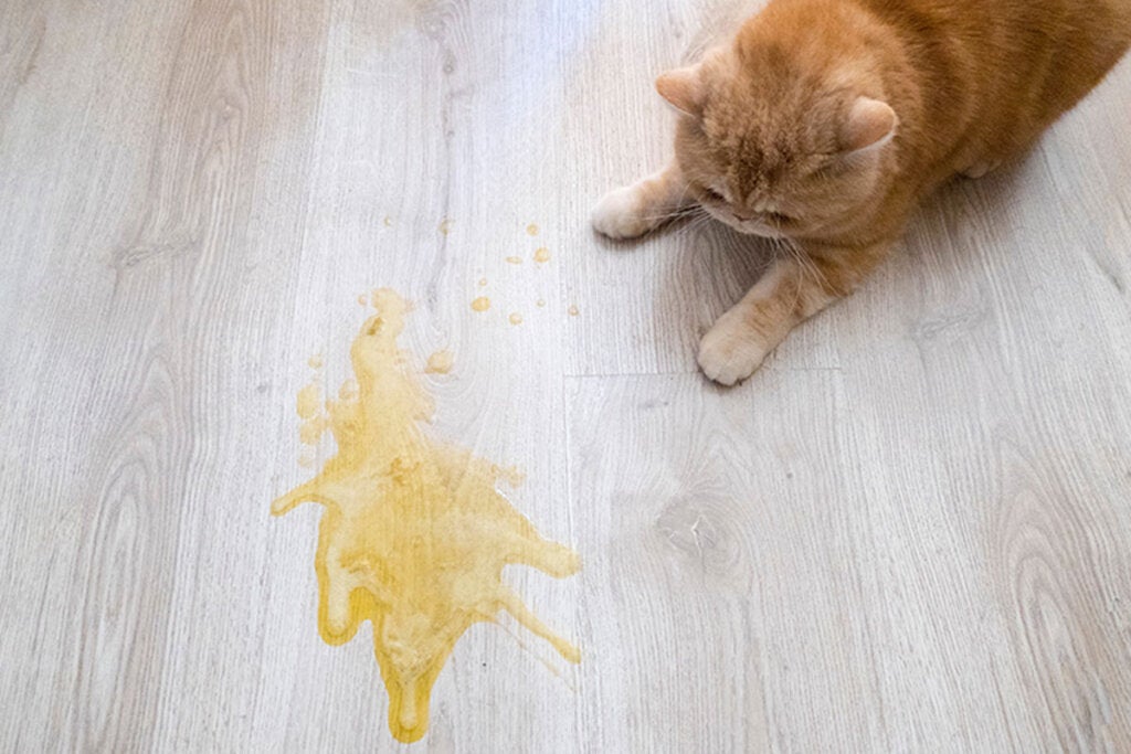 Braakt je kat na het eten?