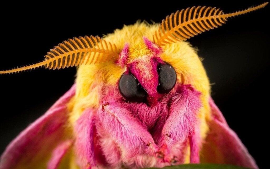 De Dryocampa rubicunda: habitat, kenmerken en voortplanting van deze nachtvlinder